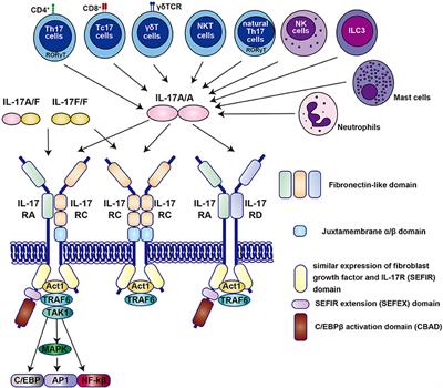 Maternal and Adult Interleukin-17A Exposure and Autism Spectrum Disorder